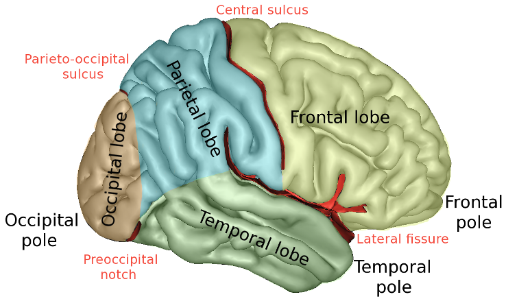The four lobes of the brain