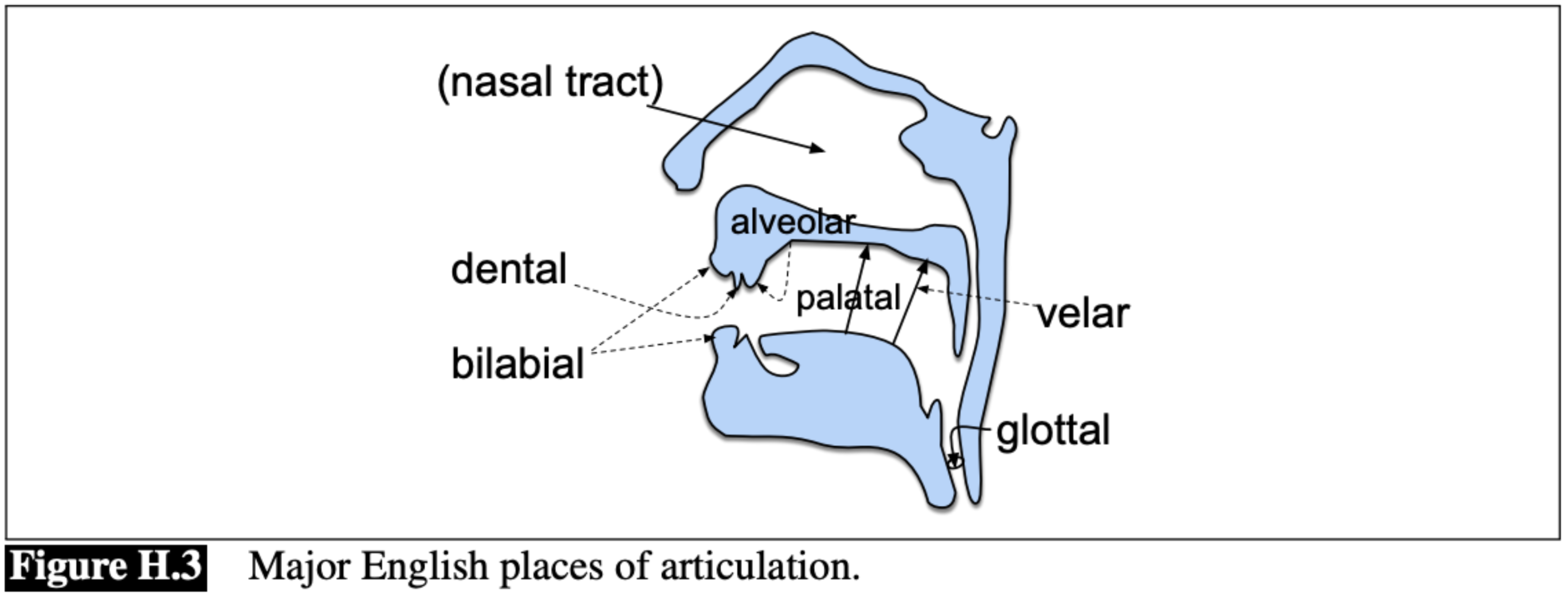 Vocal articulators and place of articulation